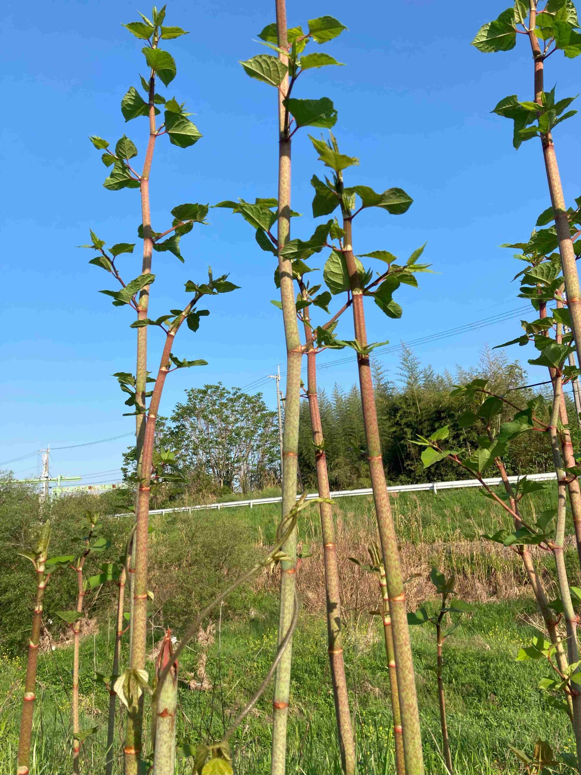 葛の散歩道　16/