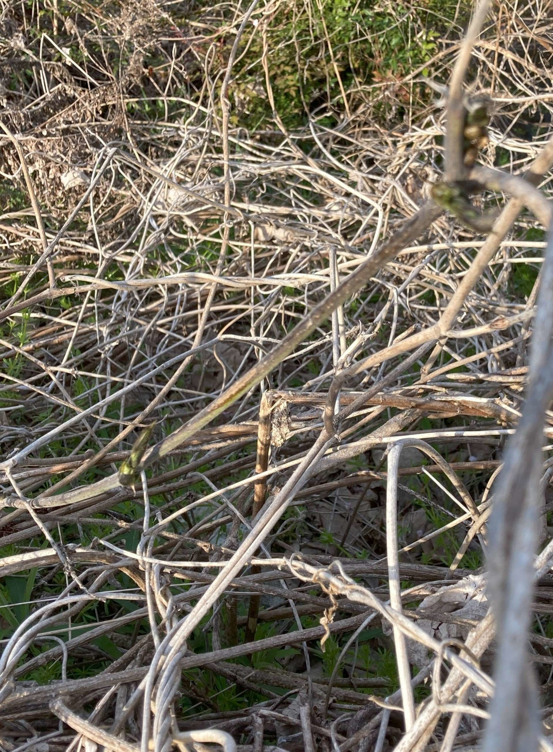 葛の散歩道  12/