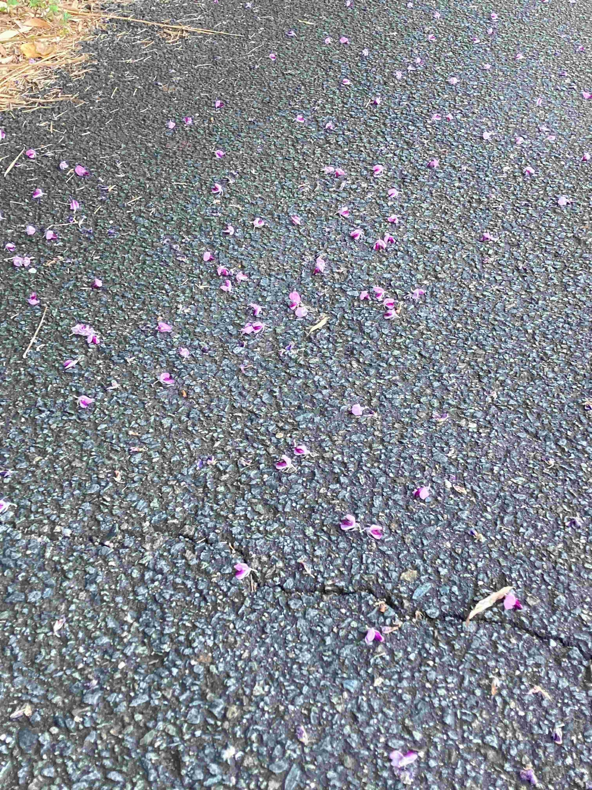 葛の散歩道　19/