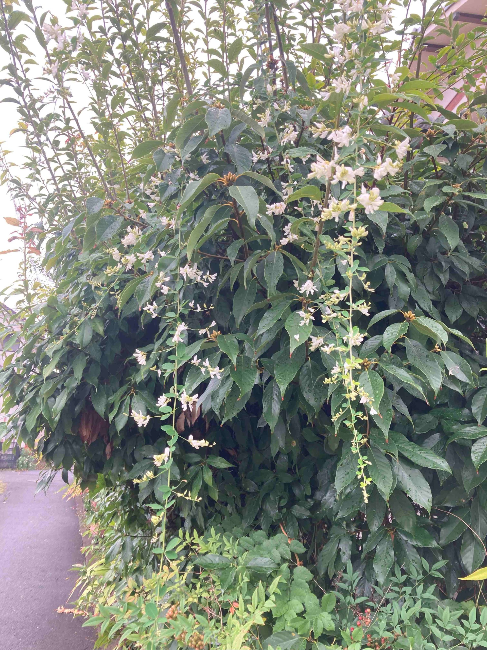 葛の散歩道　52/ 　涼風を味わって