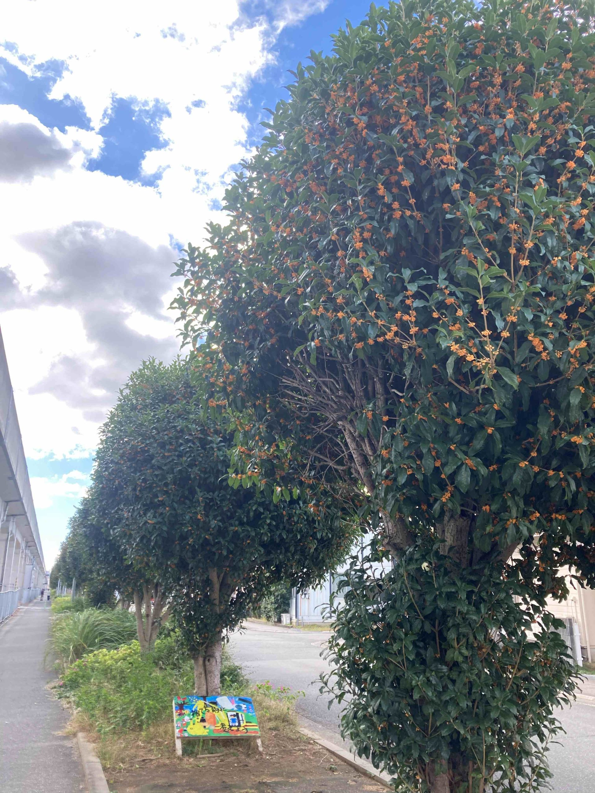 葛の散歩道　55/ 　北風がやってきた2？