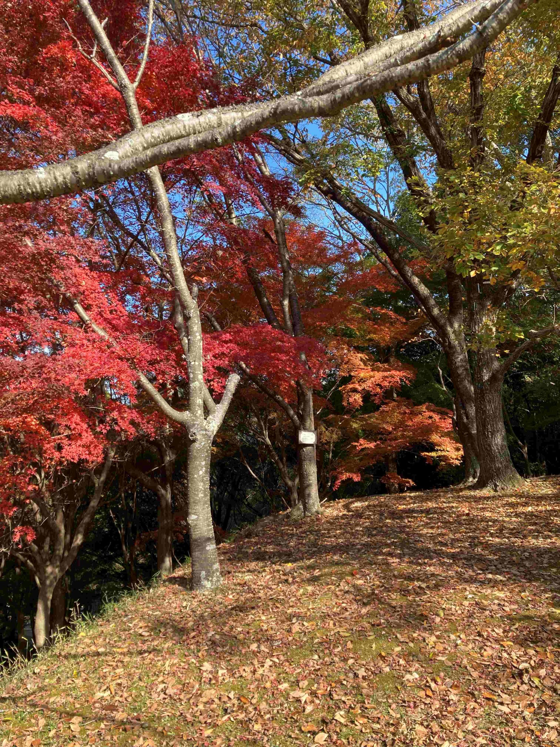 トピックスっと  23/ 　自然観察の森を訪ねて