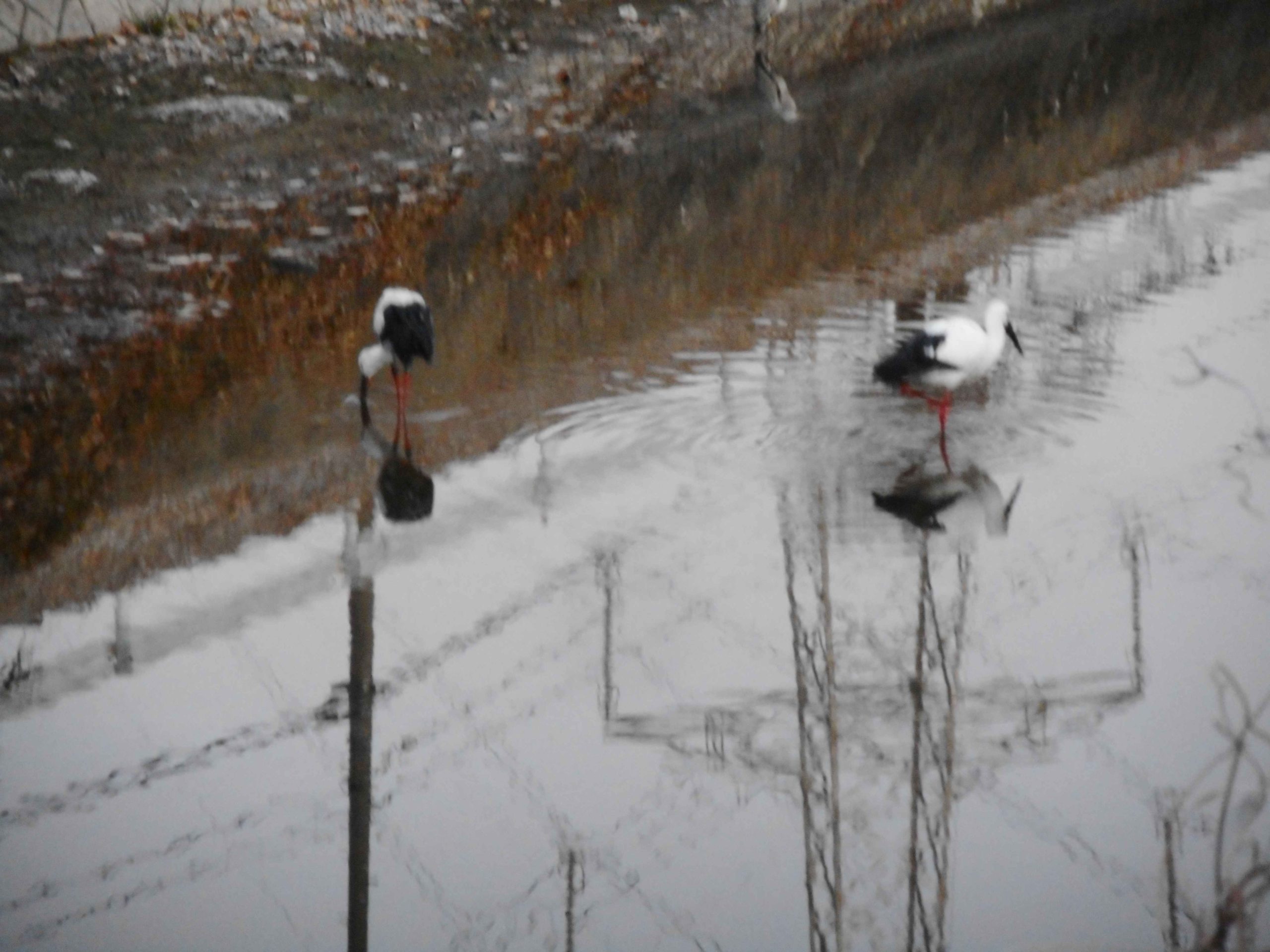 葛の散歩道　59/ 　びっくりな出会い（いつまで続く）３