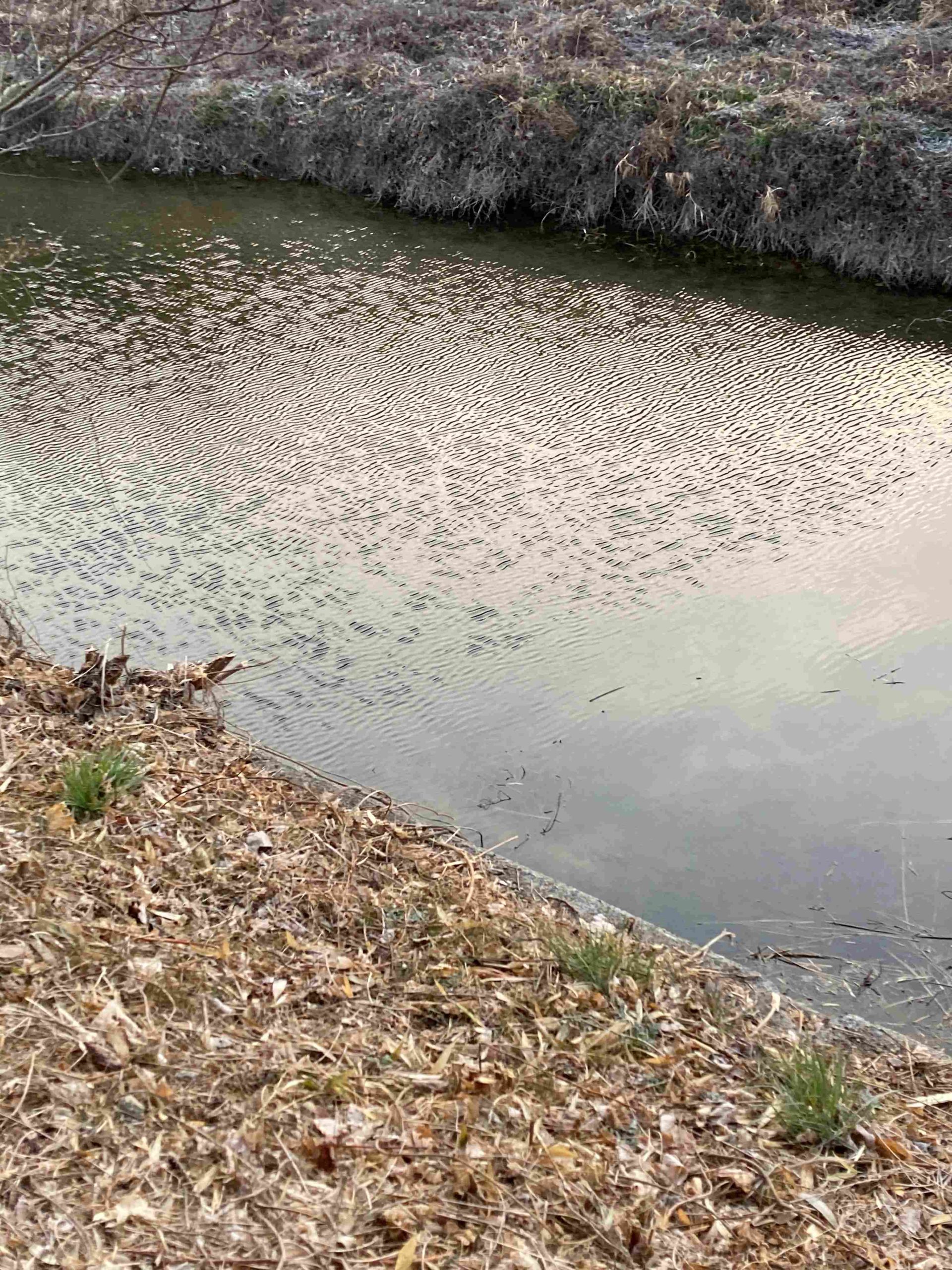 葛の散歩道　64/ 　立春を過ぎると、、、